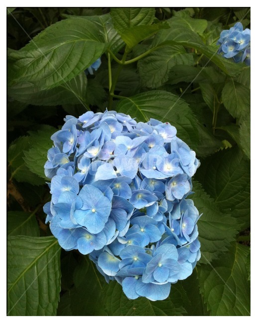 식물,꽃,수국,자연,flower,식물,자연,plants,nature,꽃,flower