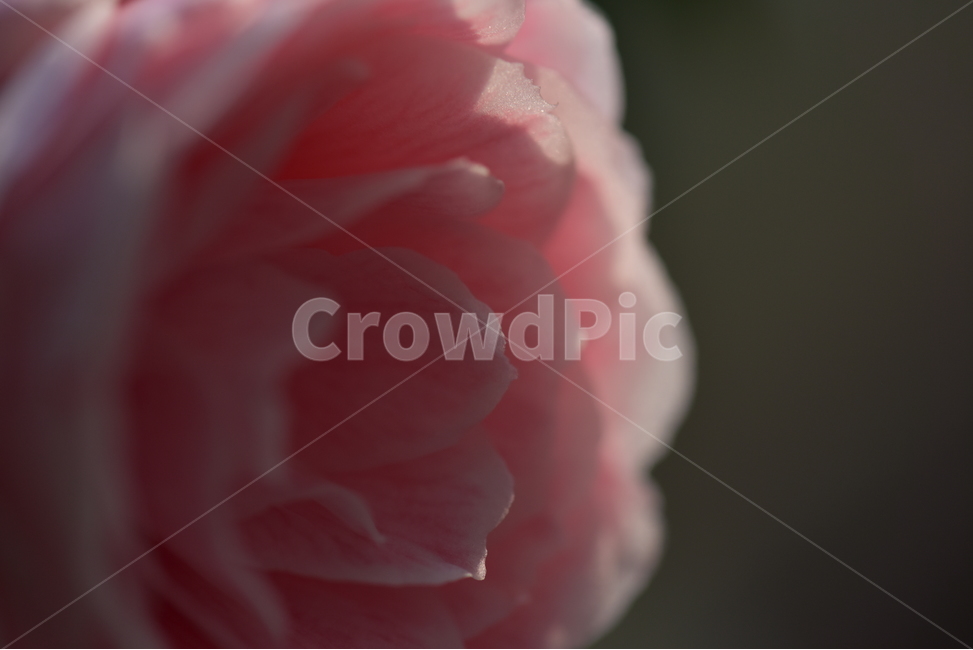 동백꽃,camelliaflower,설중사우,동백화,산다화,조매화,사랑,김유정,소설,식물,자연,plants,nature,꽃,flower