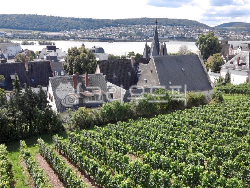 독일,뤼데스하임,포도밭,프랑크푸르트근교,rüdesheim,유럽,vineyard,vinery