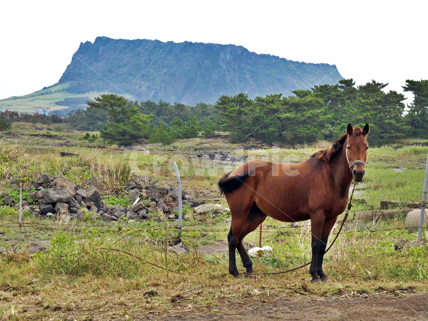 성산일출봉,말,제주마,내수면둑방길,내수면,제주,올레2코스,서귀포시,동물,animal,포유류,mammal