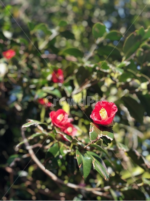 동백꽃,꽃,겨울,카멜리아,flower,식물,자연,plants,nature,꽃,flower