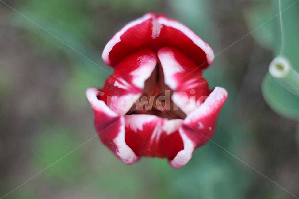 꽃,봄,튤립,tulip,spring