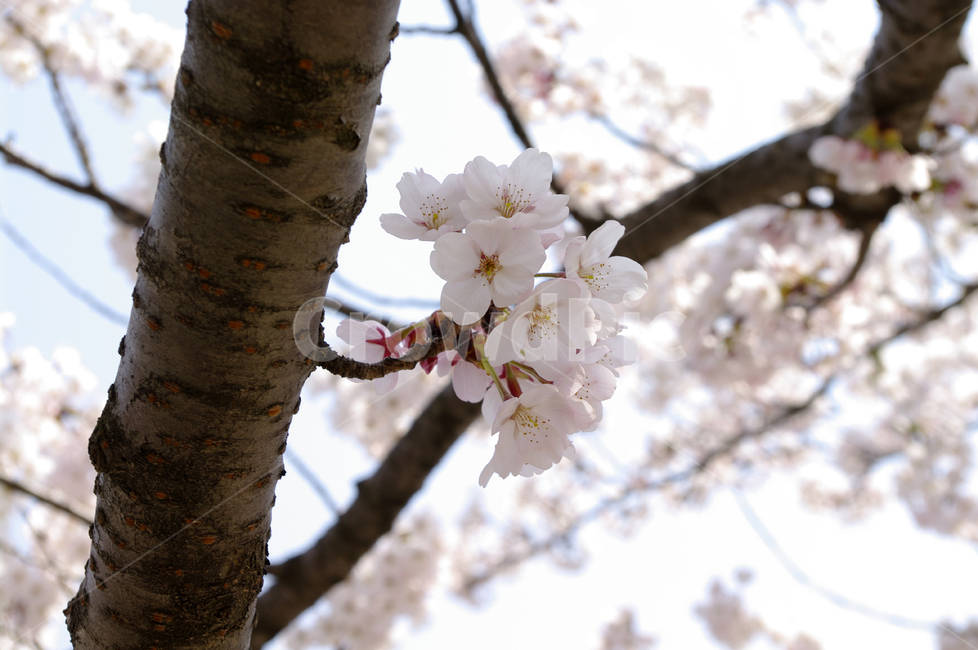 벚꽃,봄,flower,plant,식물,봄,계절,spring,season,식물,자연,plants,nature,꽃,flower,blossom,cherry blossom
