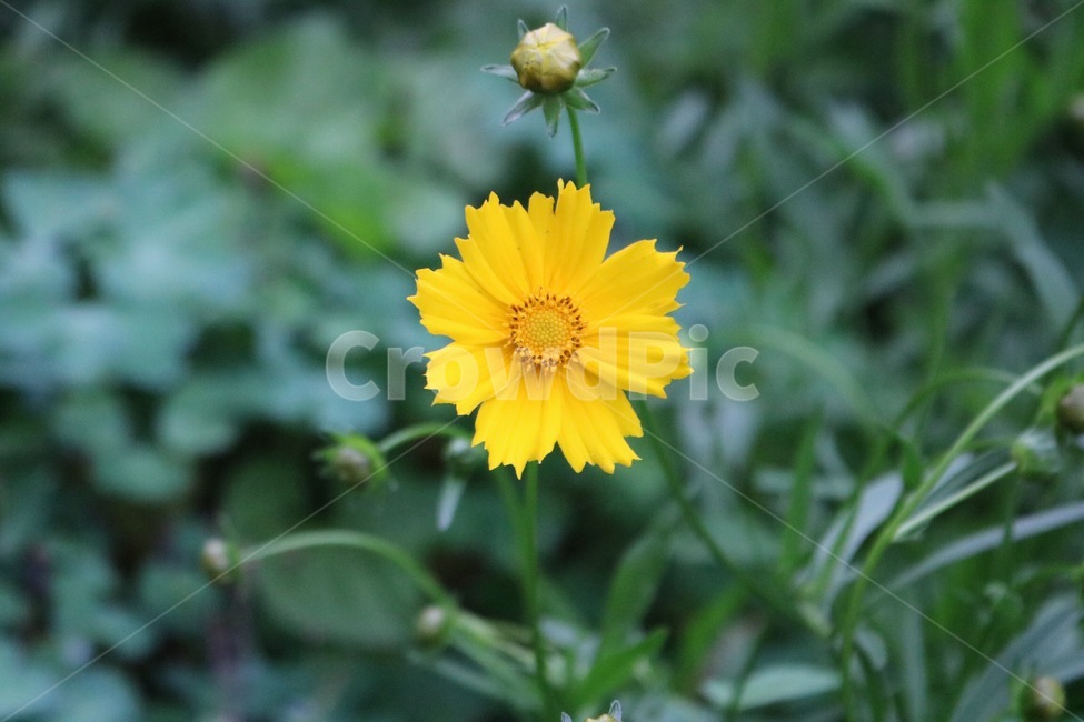 꽃,식물,자연,노랑,초록,flower,plants,nature,yellow,green,hana,shokubutsu,kiiro,midori,식물,자연,plants,nature,꽃,flower