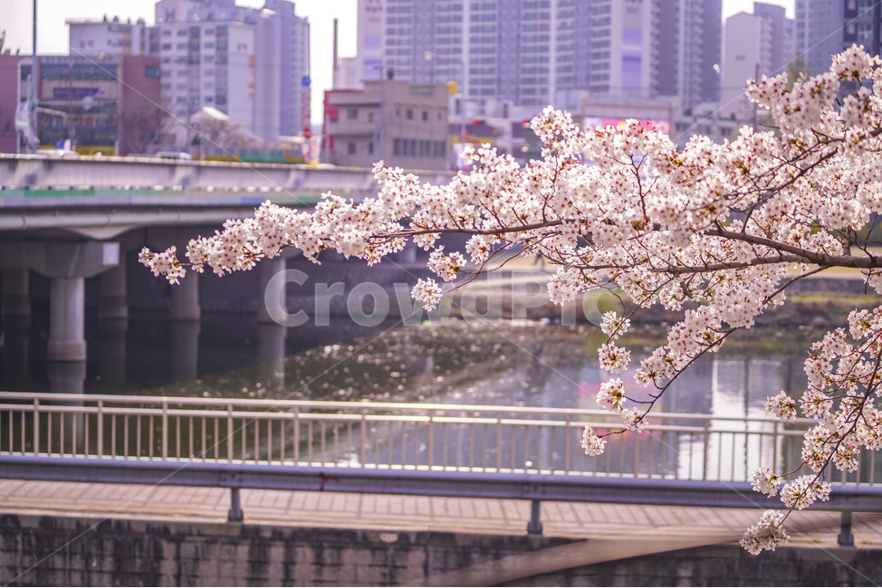대구,경대교,벚꽃,벚꽃천지,역광,역광사진,sakura,cherryblossom,사쿠라,체리블라썸,봄,봄날,daegu,kyeongdaegyo,봄,계절,spring,season,도시,풍경,city,landscape,한국도시풍경,한국도시경관,korea cityscape,식물,자연,plants,nature,꽃,flower,감성,sensible,feeling,plant