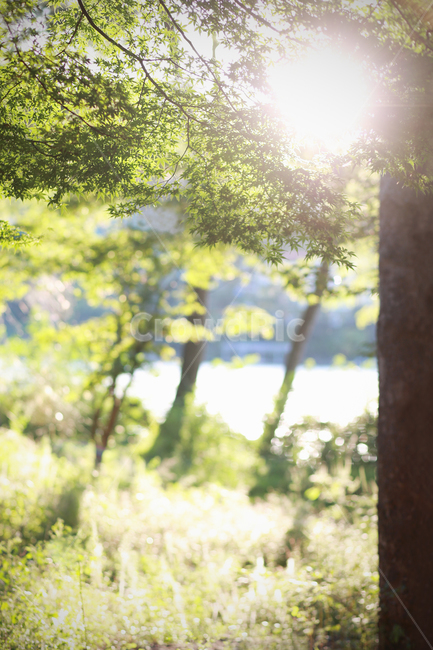 햇살,숲,빛,휴식,나무그늘,단풍,식물,자연,plants,nature,나무,trees,wood,휴식,힐링,rest,relaxation,healing