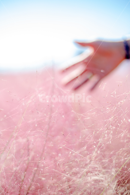 핑클뮬리,손,갈대,억새,정원,역광,식물,가을,계절,fall,autumn,season,식물,자연,plants,nature