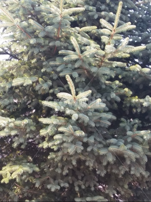 야외,나무,숲,산,나뭇잎,식물,자연,plants,nature