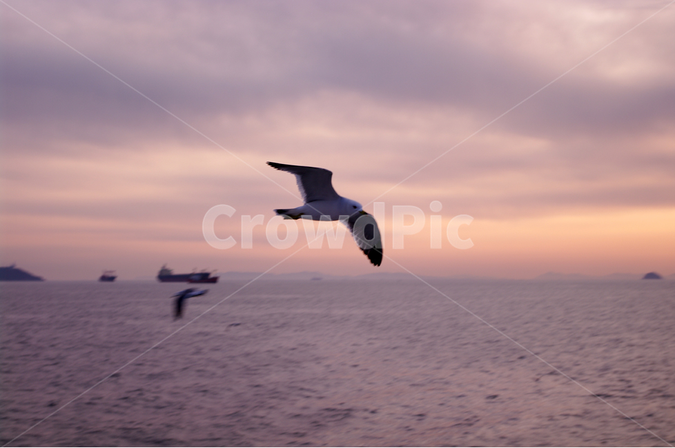 갈매기,새,노을,석양,바다,하늘,서해,한국,구름,풍경,풍광,자연,nature,landscape,동물,animal,조류,새,birds