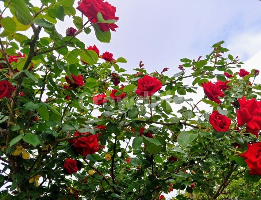 장미,rose,꽃,flower,plant,식물,red