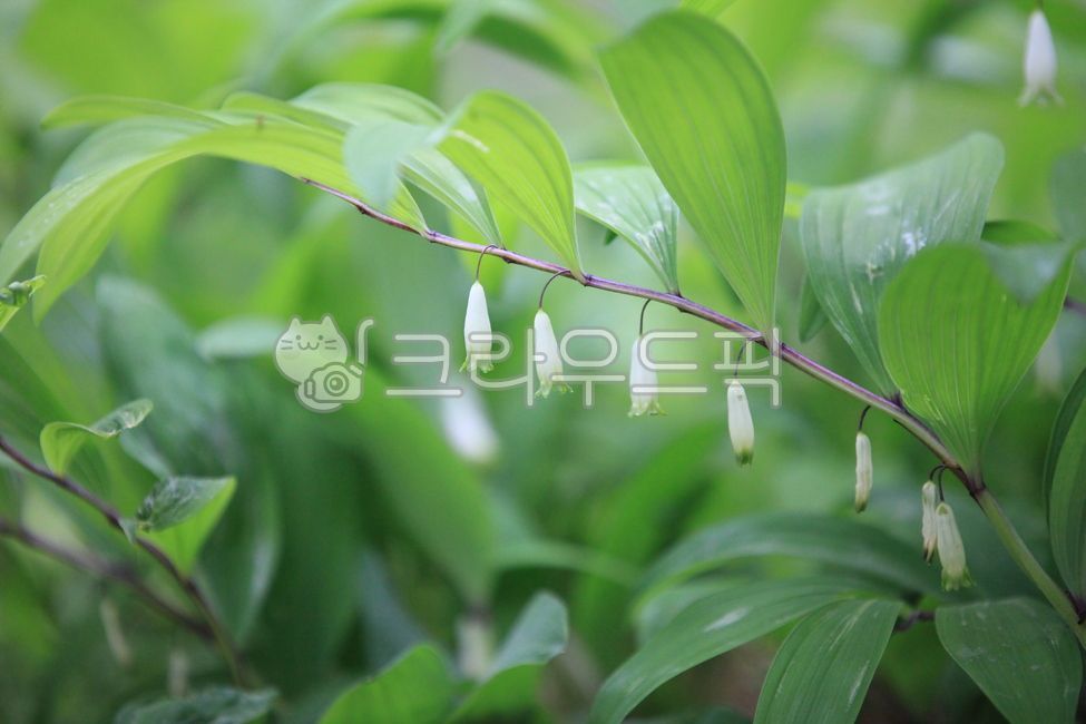 leaf,잎,plant,식물,둥굴레,꽃,둥굴레꽃,초록