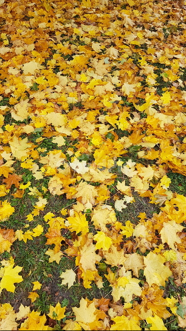 낙옆,노란낙옆,바닥,잔디,잎,plant,식물,leaf,나뭇잎,공원,가을,계절,fall,autumn,season,tree,나무