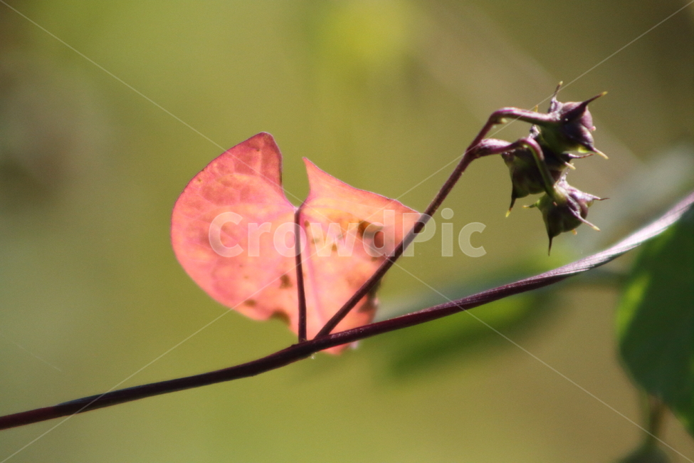 식물,단풍,잎,leaf,plant,가을,계절,fall,autumn,season,식물,자연,plants,nature