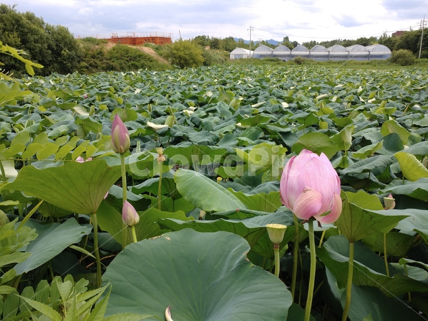 연꽃,수련과,lotus,수련,물풀,수단화