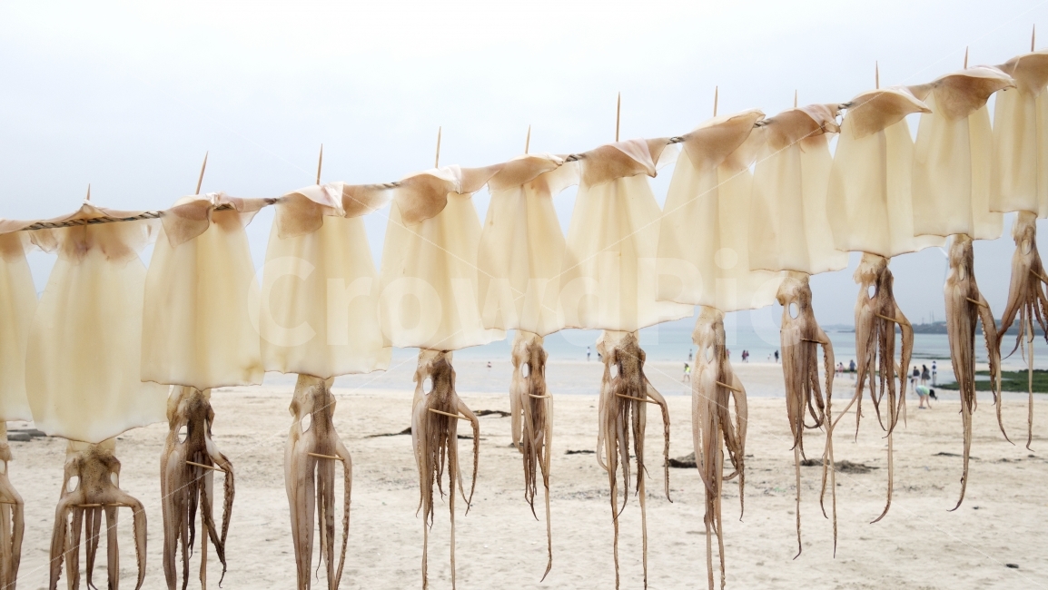 오징어,바다,해산물,음식,제주도,해변,어촌,아이들,squid,sea,seafood,food,children,해변,바다,beach,sea,음식,식재료,요리,food,cook,meal,dishes,food reserves,수산물,해산물,fishery products,seafood