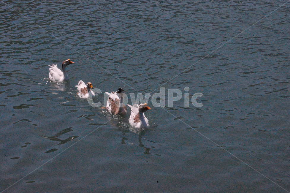오리,강,물,동물,줄,못,자연,duck,water,nature