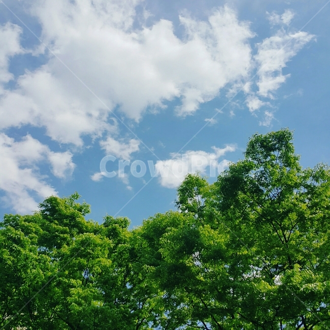 구름,하늘,자연,나무,날씨