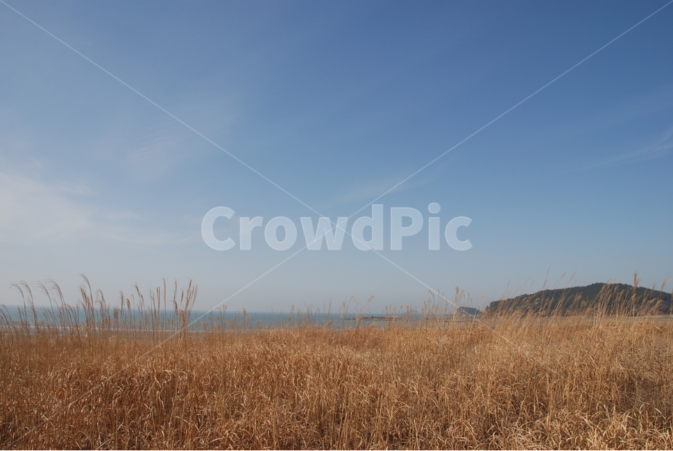 신두리,서해안,바다,풍경,모래,자연,풍경,nature,landscape,plant,식물,grass,잔디,field,들,grassland,목초지,outdoors,옥외