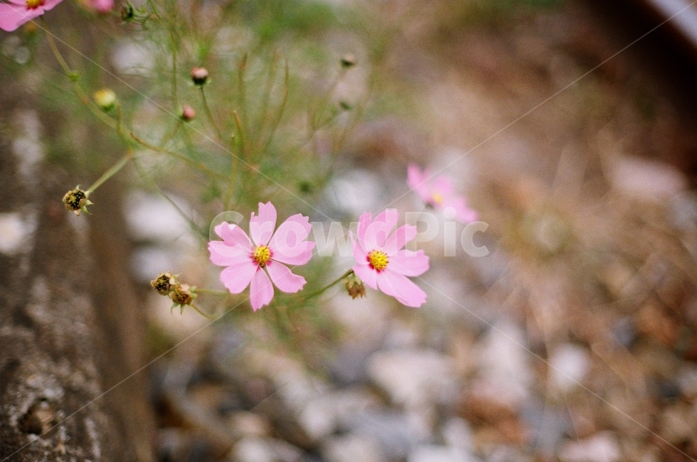 필름사진,풍경사진,감성사진,코스모스,가을,가을,계절,fall,autumn,season,식물,자연,plants,nature,꽃,flower,감성,sensible,feeling,plant,blossom,petal,꽃잎