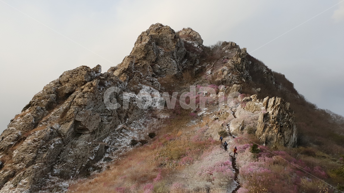 주작산,덕룡산,진달래,눈꽃,풍경,봄눈꽃,진달래눈꽃,산,자연,풍경,nature,landscape,outdoors,옥외