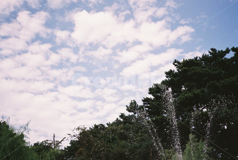 나무,tree,식물,plant,하늘,sky,자연,nature,필름,필름사진,film,경치,풍경,landscape,outdoors,옥외,water,물