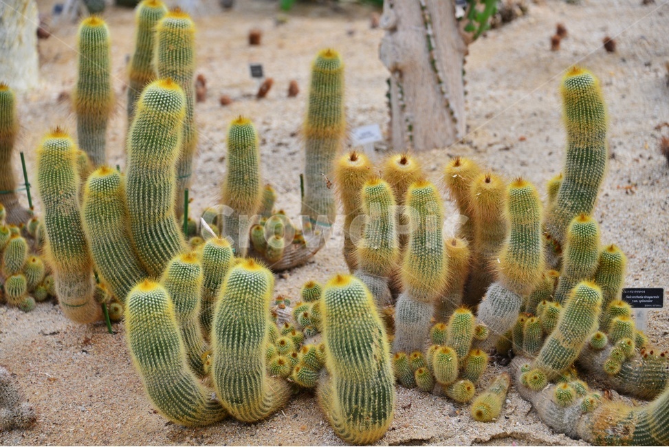 plant,식물,cactus,선인장,다육,다육식물,관상식물,관상다육,다육이,식물,자연,plants,nature