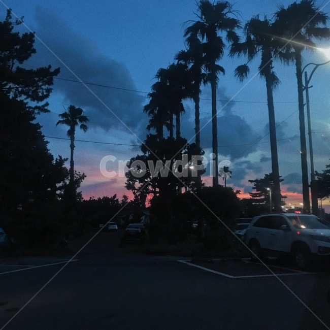 제주,나무,자연,색감,노을,자연,풍경,nature,landscape,transportation,교통,vehicle,차량,car,차,automobile,자동차