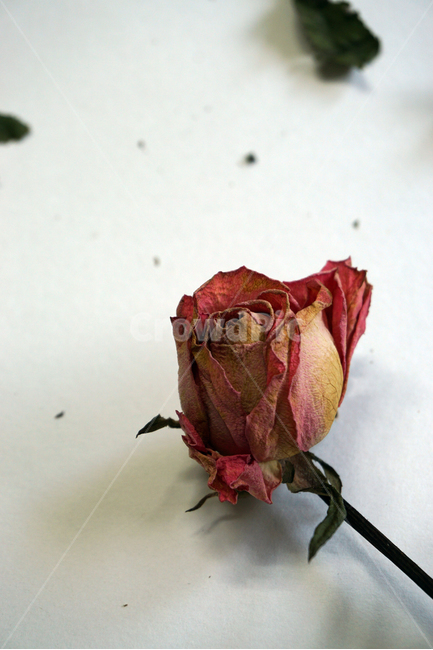 말린꽃,말린장미,드라이플라워,꽃,식물,꽃장식,장미,건조,장식,꽃,flower
