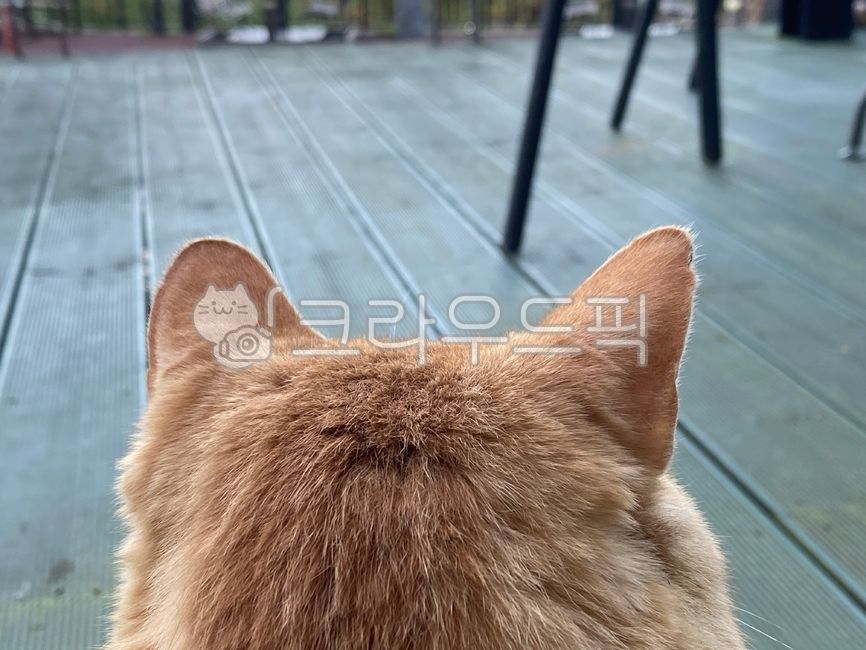 Meow,cat,back,animal,wood,floor,cute
