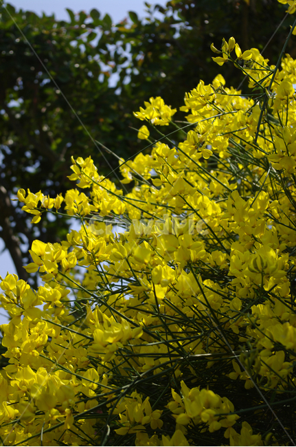 스파르티움,꽃,flower,식물,plant,식물,자연,plants,nature,꽃,flower