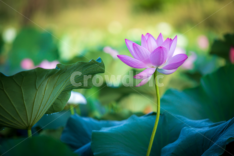 연꽃,여름꽃,flower,꽃,plant,식물,식물,자연,plants,nature,꽃,flower