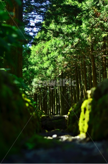 숲,숲길,나무,자연풍경,삼나무,자연,초록색,green,삼나무길,자연,풍경,nature,landscape,휴식,힐링,rest,relaxation,healing,vegetation,초목,plant,식물
