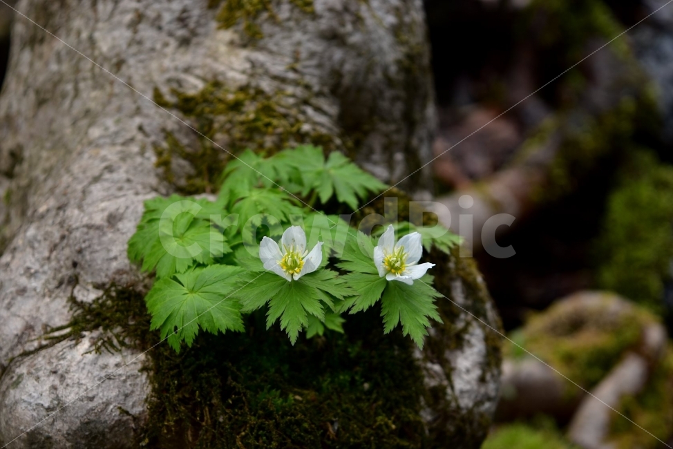 모데미풀,봄,야생화,꽃,청태산,강원도,봄꽃,고산야생화,감성,wildflower,산꽃,봄야생화,계곡,이끼,꽃말,슬픈추억,아쉬움,MegaleranthissaniculifoliaOhwi,금매화아재비,운봉금매화,식물,자연,식생,생태,식물,자연,plants,nature,꽃,flower