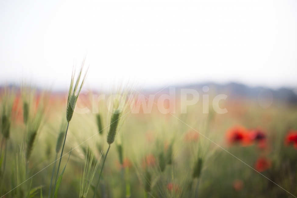 풍경,식물,청보리,양귀비,landscape,flower,식물,자연,plants,nature,감성,sensible,feeling