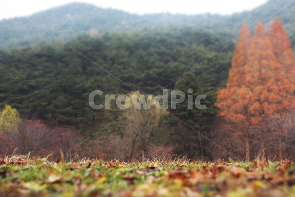 가을,낙엽,나무,산,산속,숲,숲속