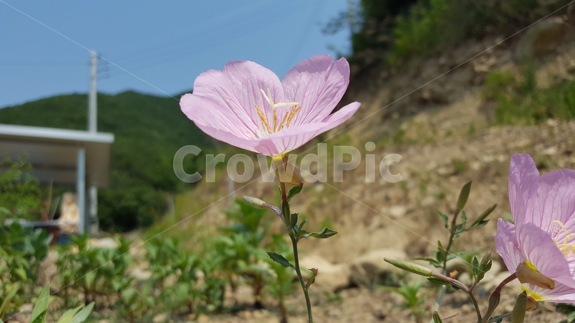꽃,풍경,하늘,흐린날,식물,식물,자연,plants,nature,꽃,flower
