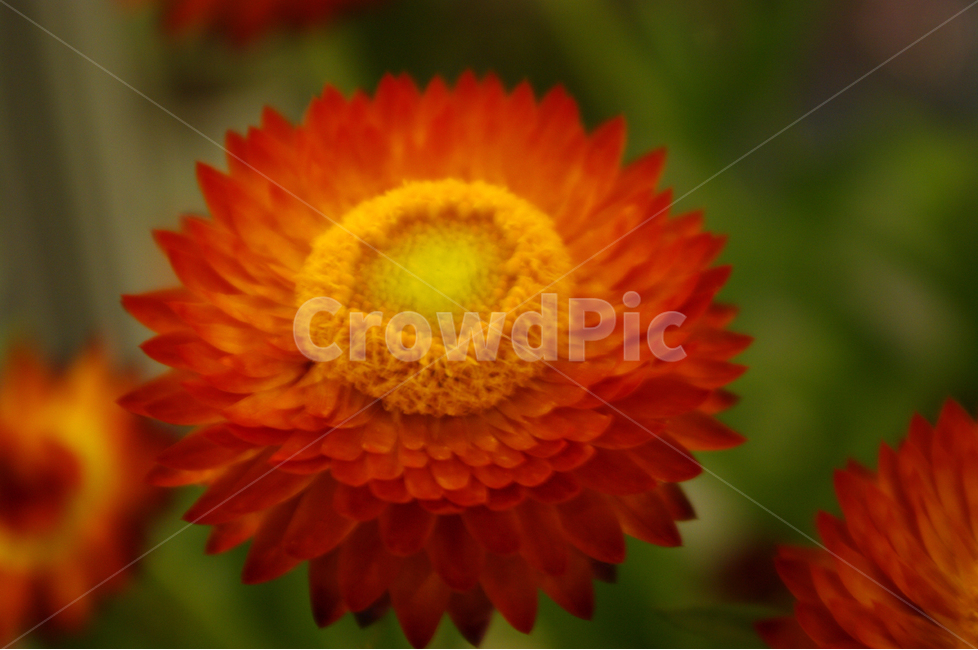 종이꽃,식물,flower,plants,꽃,꽃봉오리,color,축제,festival,식물,자연,plants,nature,꽃,flower