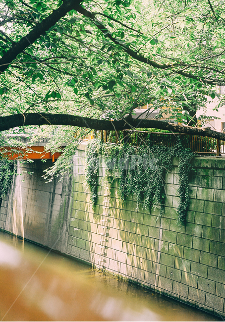 garden,정원,강,나무,초목,여름,greenery,green,trees,river,tokyo,동경,메구로,녹색,감성사진,색감,summer