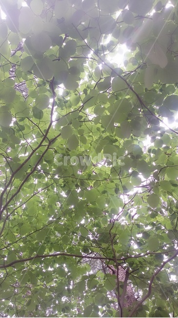 나무,가을,계절,햇빛,숲,fall