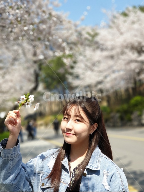 plant,식물,벚꽃,남산,인간,봄,계절,spring,season,사람,인물,인간,human,person,얼굴표정,facial expression,face,여성,여자,woman,female,lady