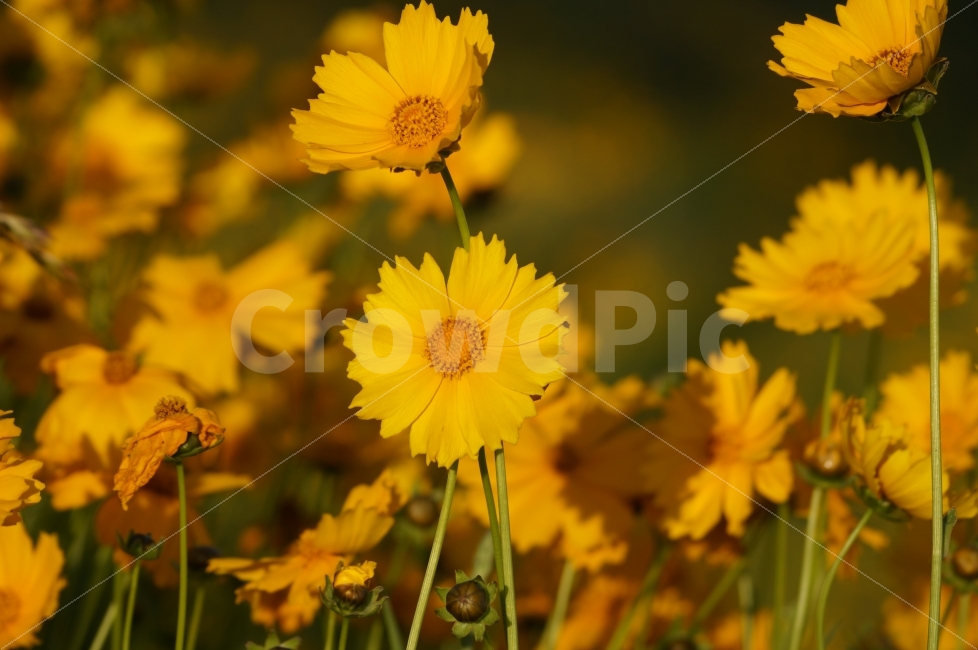 금계국,꽃,금계국화,꽃사진,노란꽃,식물,자연,plants,nature,꽃,flower