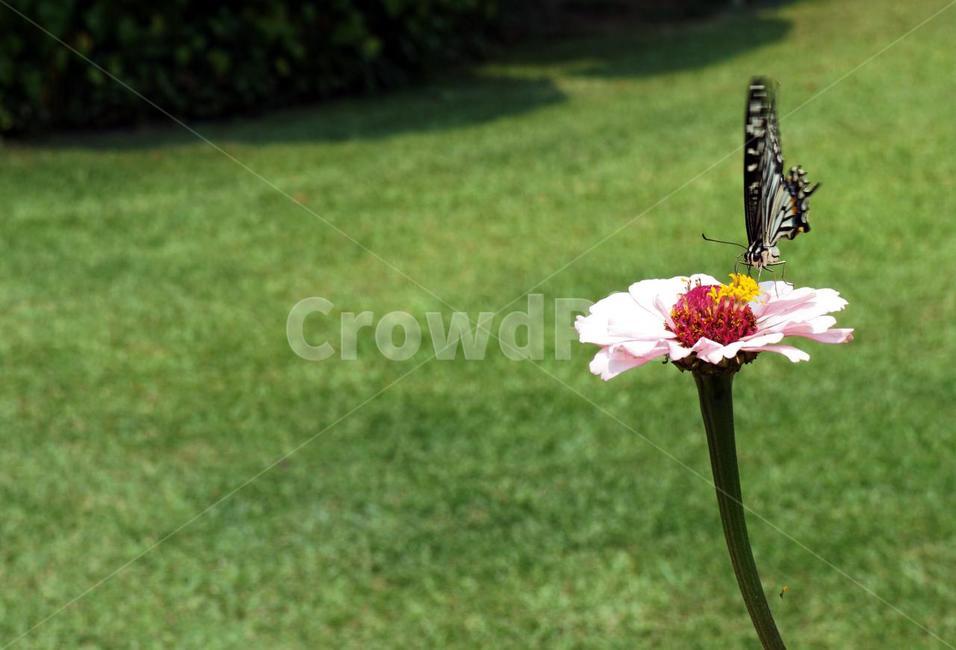 나비,들판,여유,봄,꽃,잔디,식물,식물,자연,plants,nature,꽃,flower,곤충,벌레,insect,bug