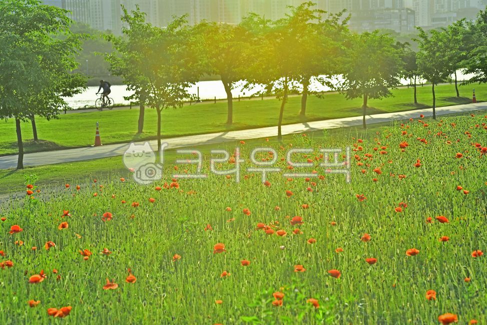 Life sports,work out,bicycle,poppy,jogging,run,horticultural plants,trail,healing,flower poppy,road,man,human,green,sports,nature,tree,health,Cardiovascular exercise,flower,outdoor,lakeside,environment,outdoors,person,background