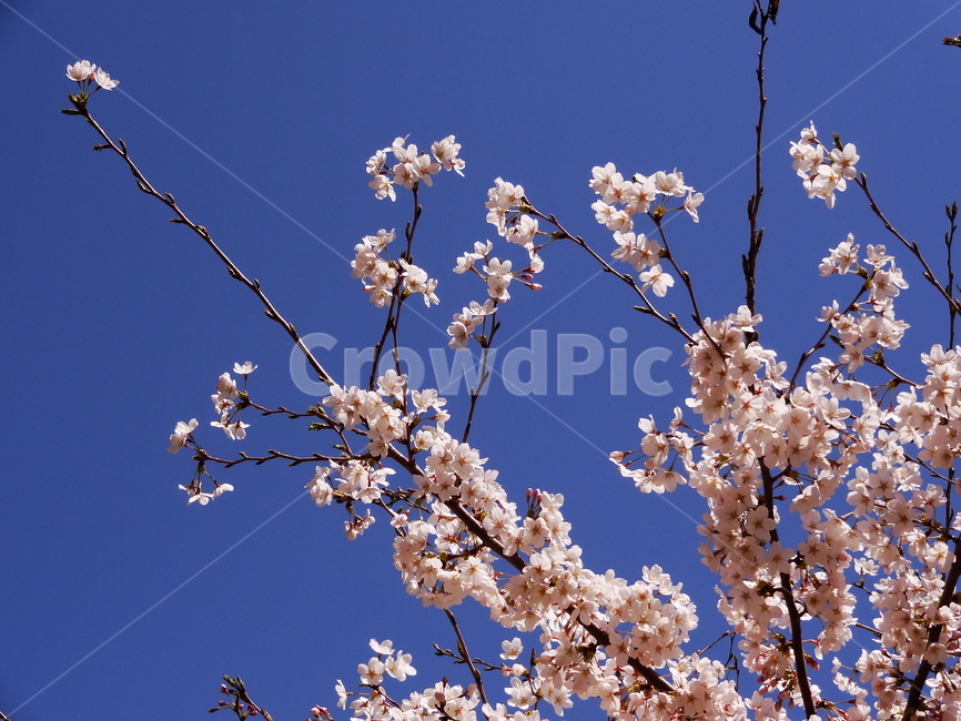 꽃,매화,봄꽃,봄,하늘,푸른색,푸른하늘,flower,spring,sky,blue,봄,계절,spring,season,식물,자연,plants,nature,꽃,flower,plant,blossom