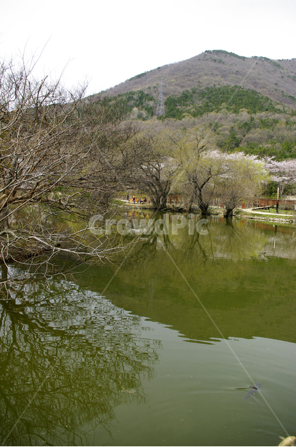 나무,봄,호수,반영,풍경,식물,봄,계절,spring,season,자연,풍경,nature,landscape,한국자연풍경,한국자연경관,korea nature landscape,outdoors,옥외,water,물