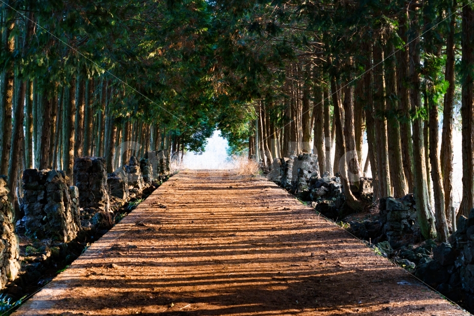 제주도,샤이니숲길,숲,숲길,나무,제주도여행,국내여행,자연,풍경,nature,landscape,휴식,힐링,rest,relaxation,healing,boardwalk,산책로,building,건물,bridge,다리