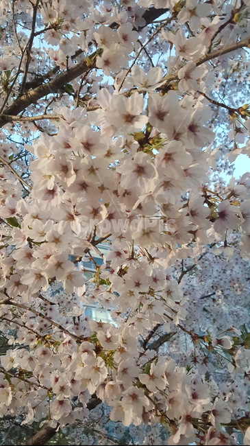 봄꽃,꽃향기,벚꽃,꽃다발,한아름