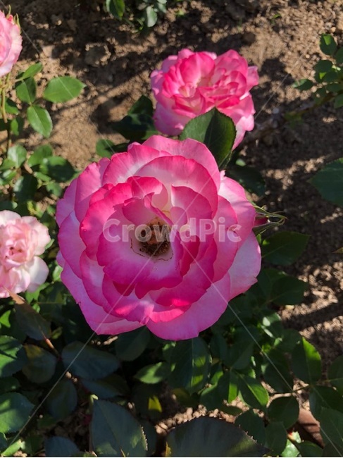 장미,오월,꽃,장미축제,장미꽃사진,식물,자연,plants,nature,꽃,flower