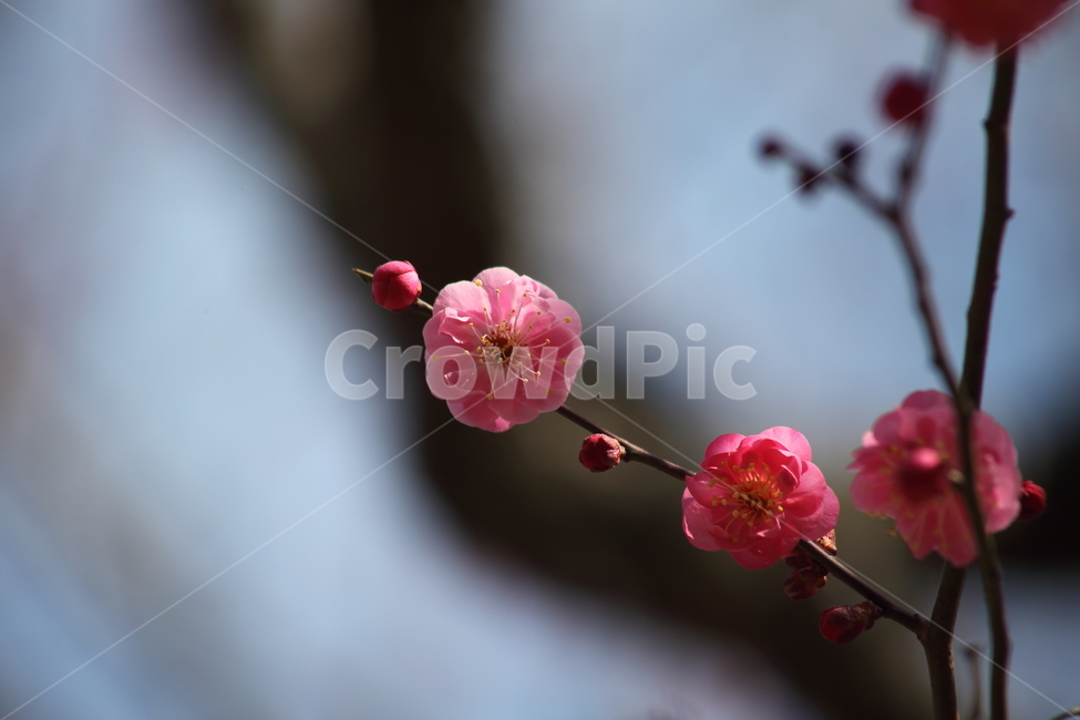 매화,홍매화,식물,japaneseapricot,Prunusmume,봄꽃,봄,식물,자연,plants,nature,꽃,flower