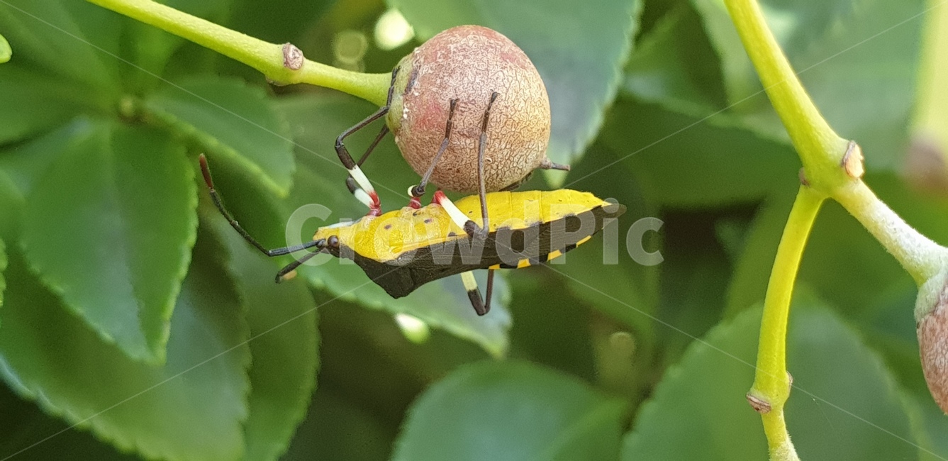산나방,긴고리산누에나방,곤충,나방,노라누에,곤충,벌레,insect,bug